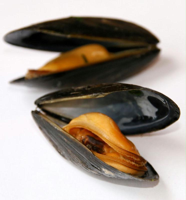 Moule (avec coquille)