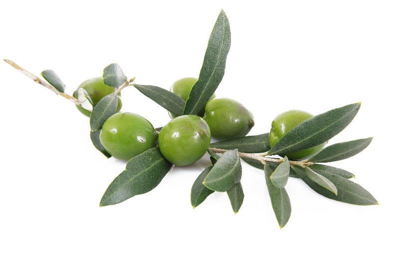 Olive verte
