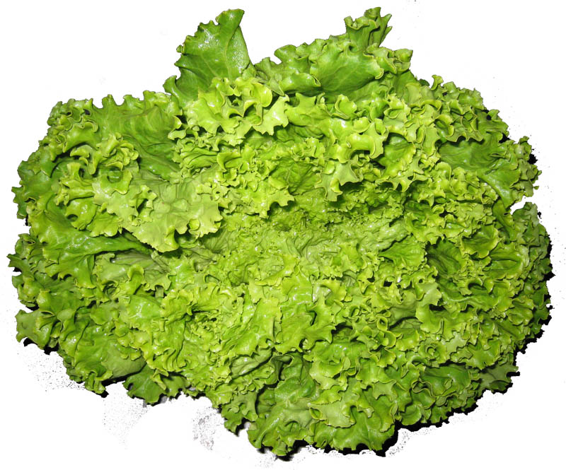 Salade
