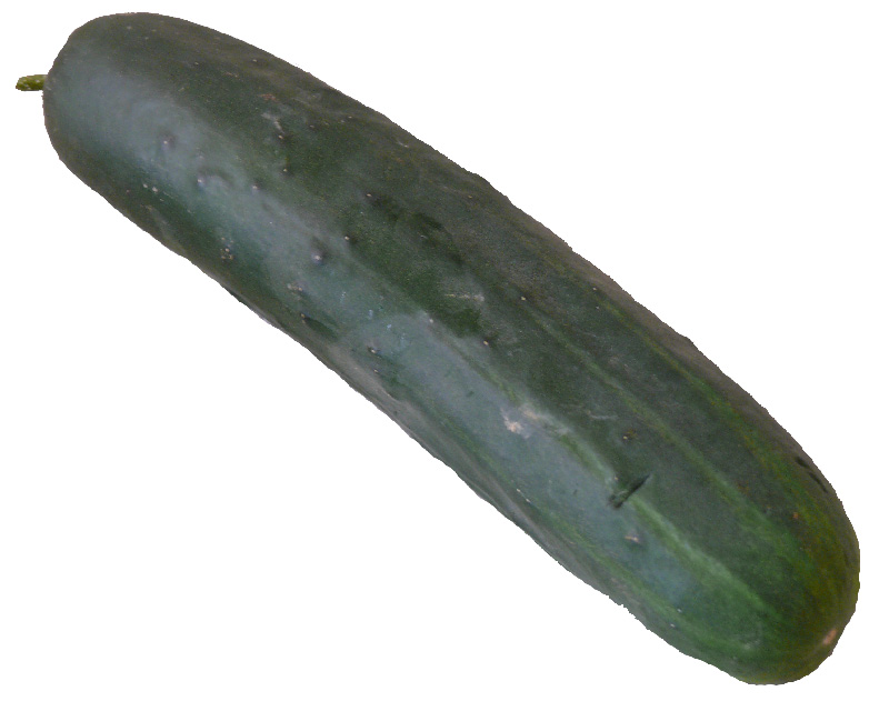 Concombre