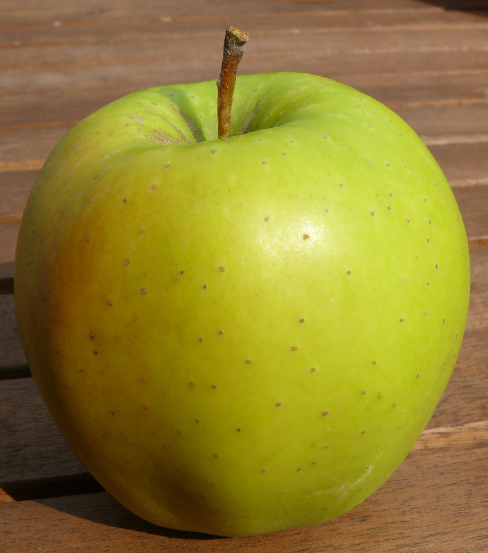 La pomme : environ 79 kcal pour 100 g, un fruit léger et rassasiant