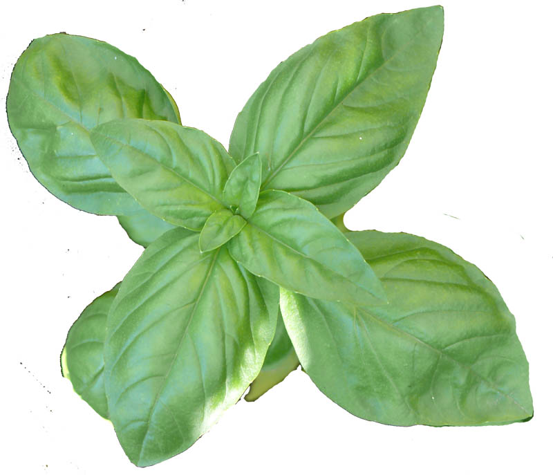 feuille basilic