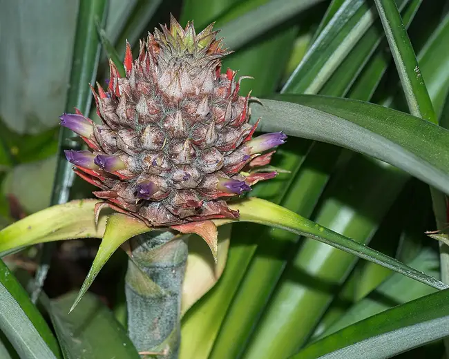 Ananas