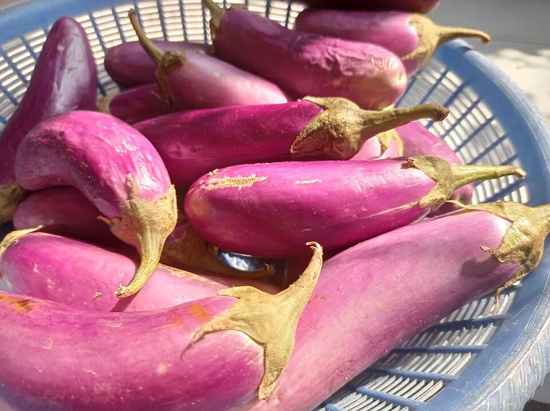 Aubergine
