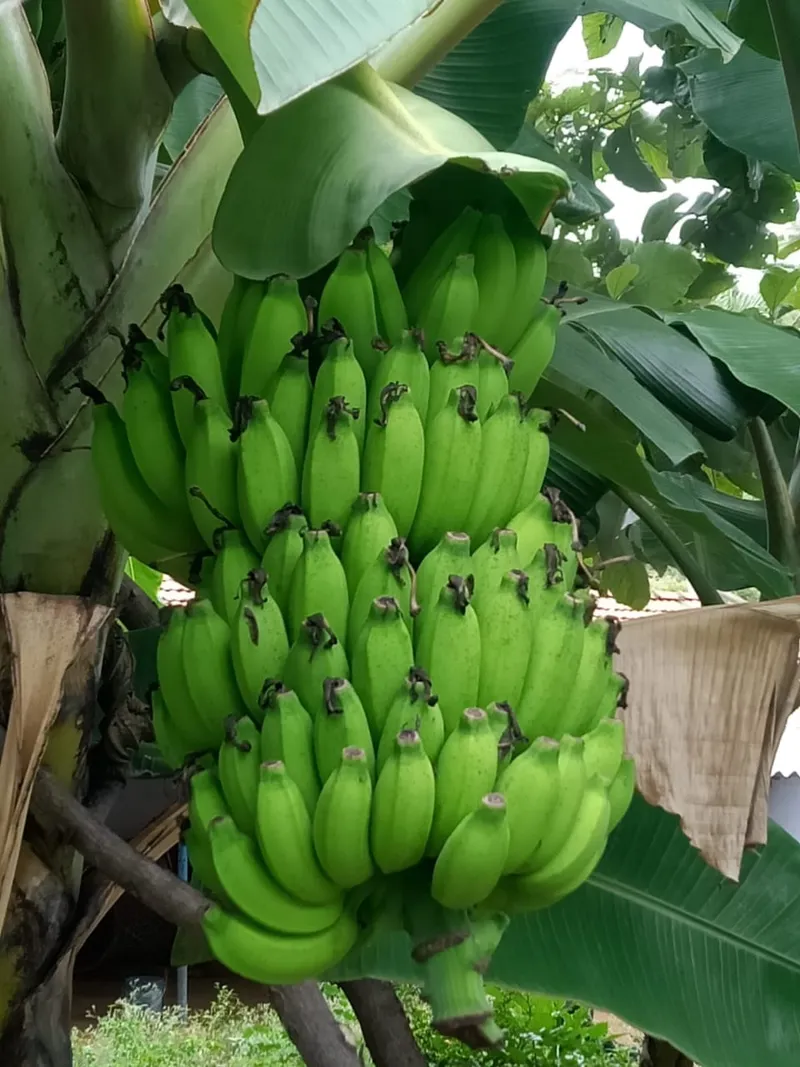 Banane plantain