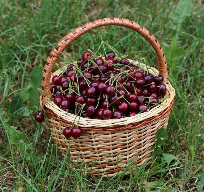 Cerise