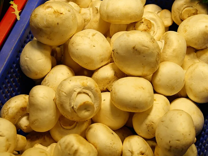 champignon