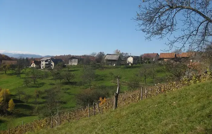 Chou kale (cru)