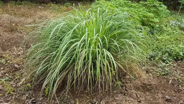 Citronnelle bâton