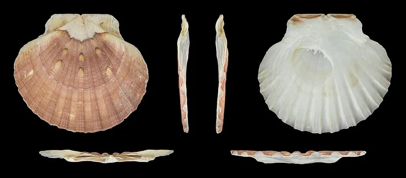Coquille St Jacques