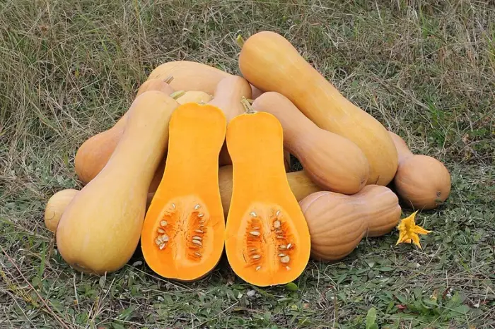 Courge butternut (crue)