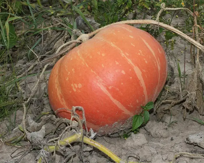 Courge hokkaïdo (crue)