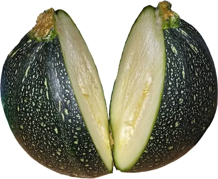 Courgette ronde