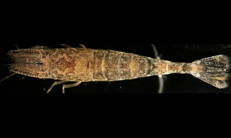 Crevettes grises