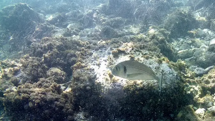 Dorade