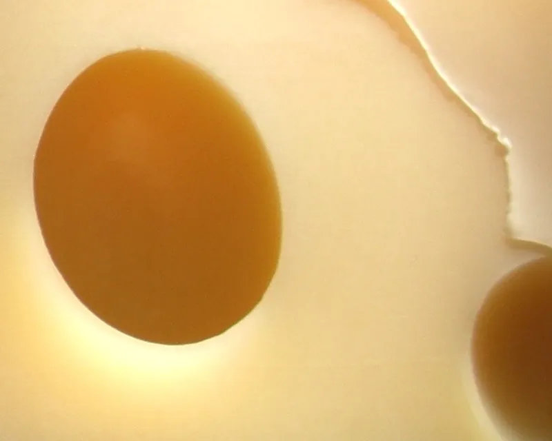 Emmental