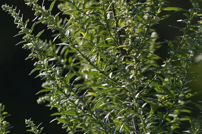Estragon