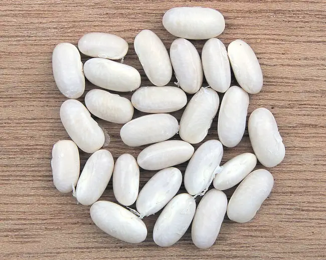 Haricot blanc (cuit)