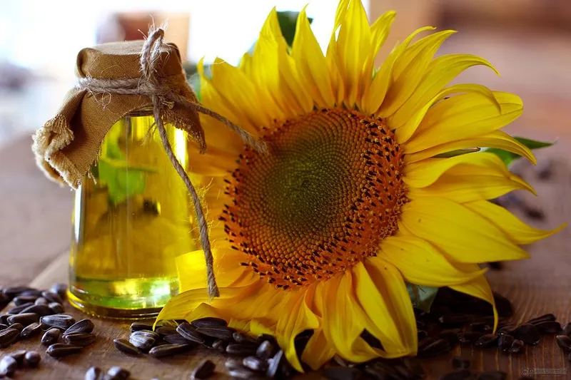 Huile de tournesol