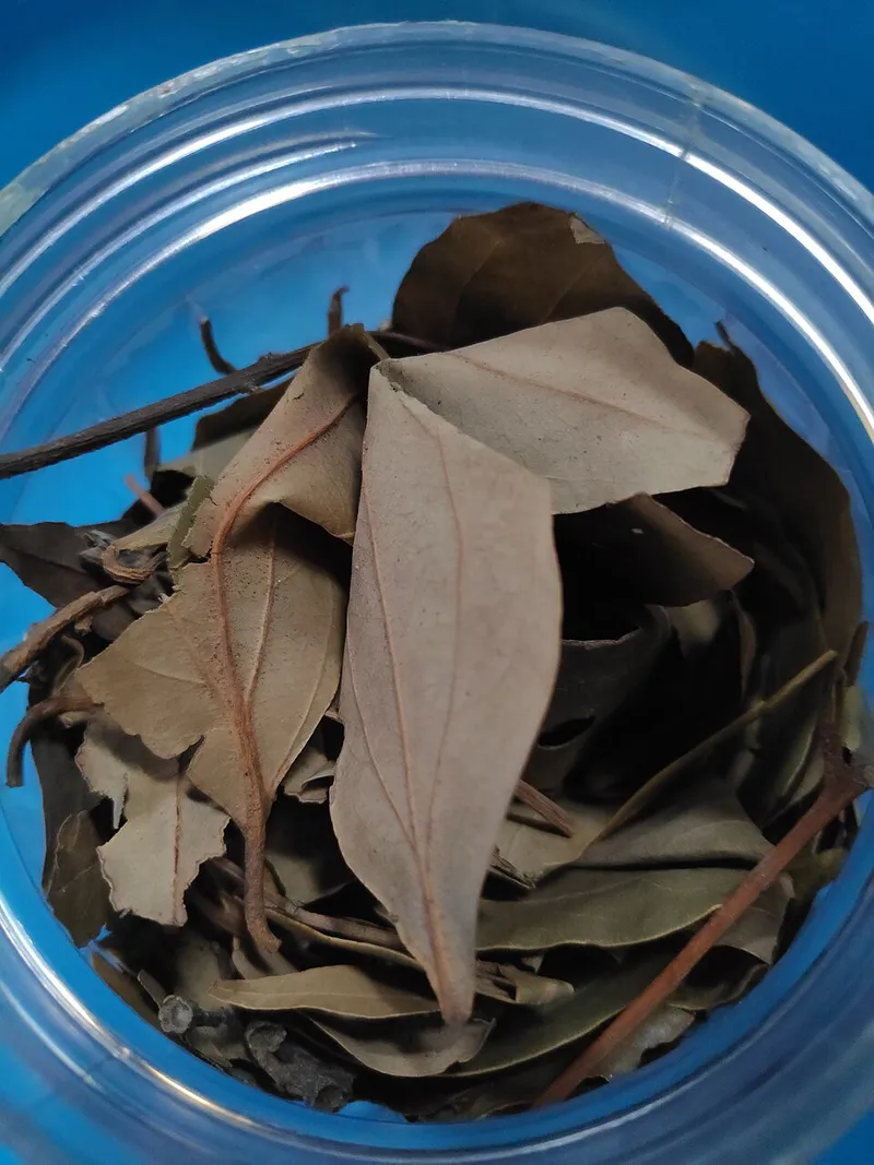 Laurier feuille