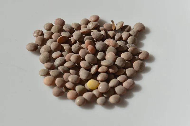 Lentilles brunes