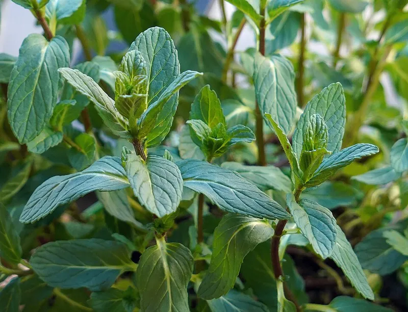 Menthe