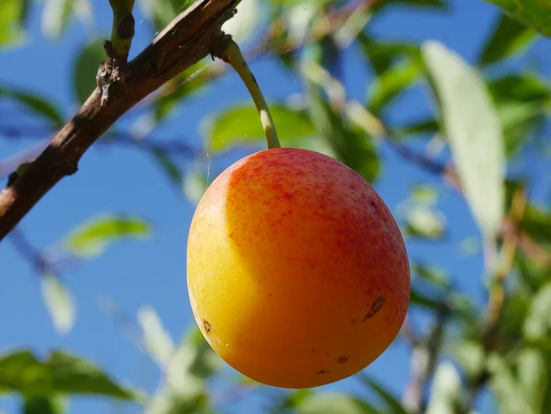 Mirabelles