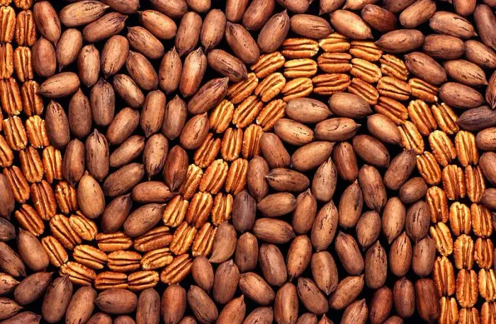 Noix de pecan