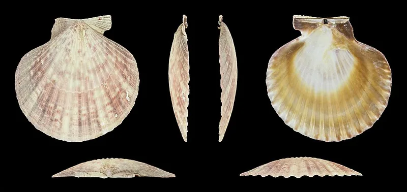 Pétoncles