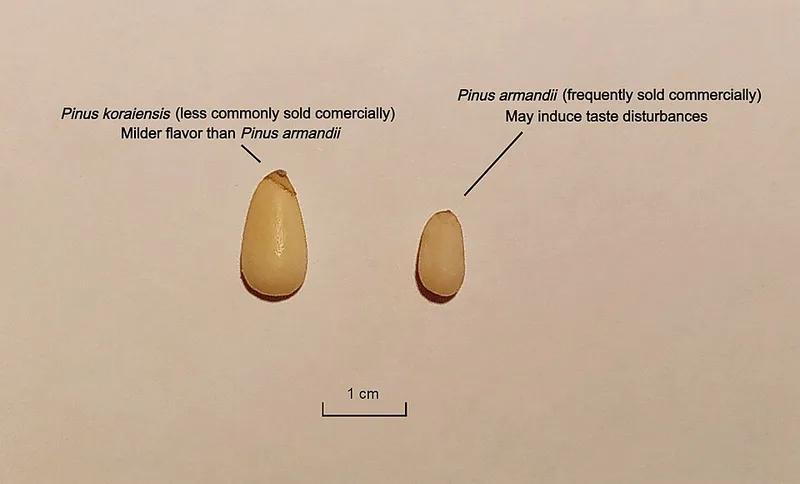 Pignon de pin
