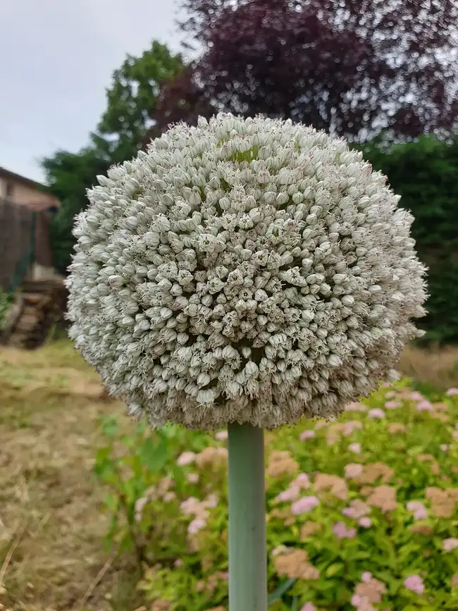 Poireau ( blanc )