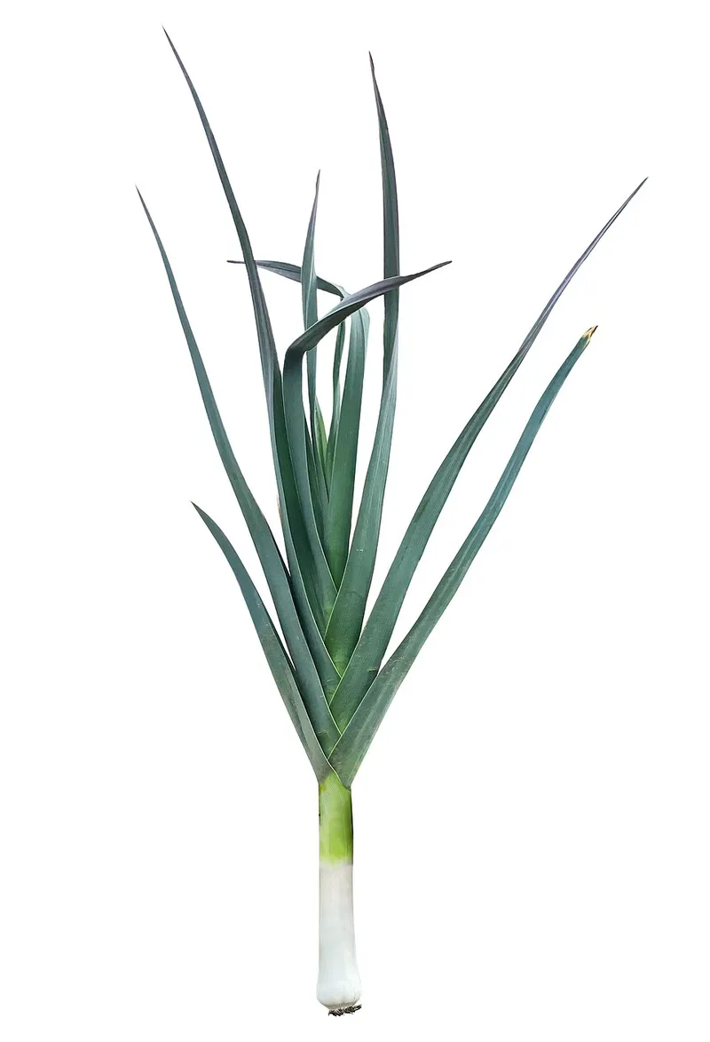Poireau