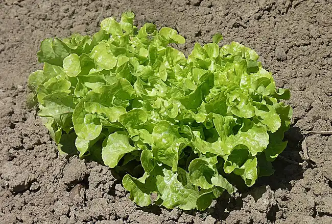 Salade feuille de chêne