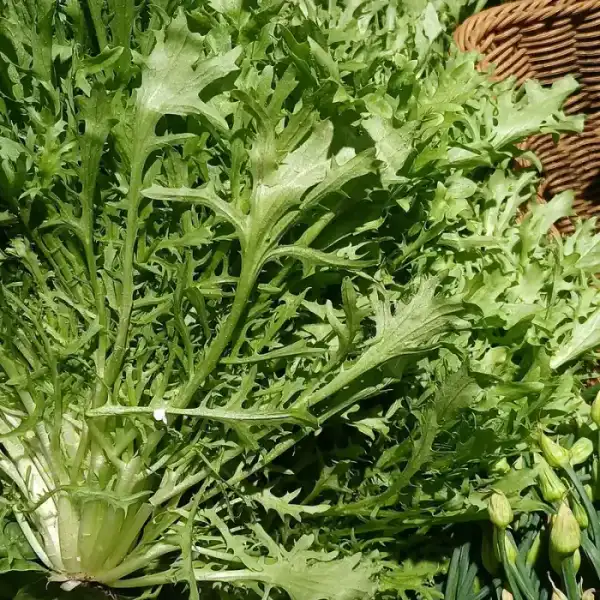 Salade frisée