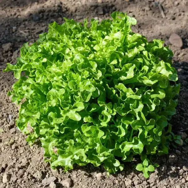 Salade laitue