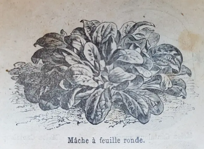 Salade mache