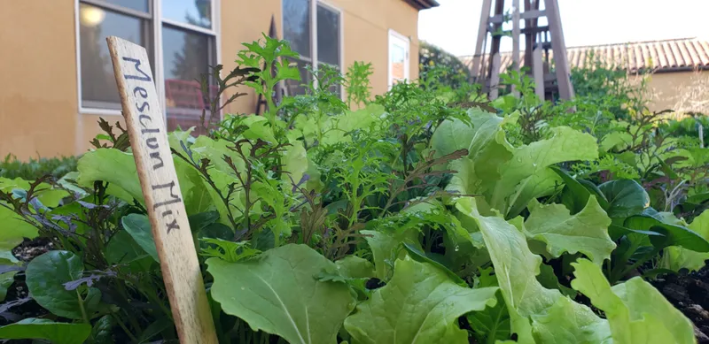 Salade mesclun