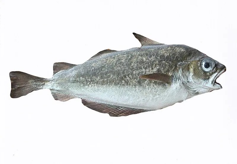 Tacaud (filet)