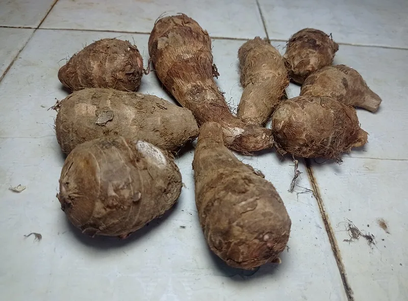 Taro (tubercule cru)