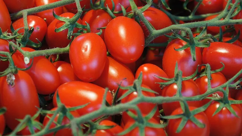 Tomate grappe