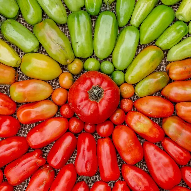 Tomate